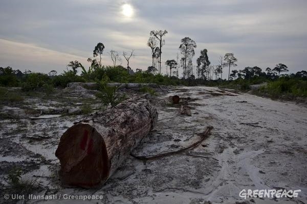deforestacion en Indonesia