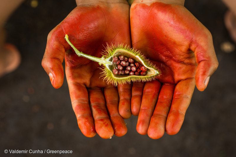Achiote (Bixa orellana), fruit known for the red paint it provides, near the Tapajós river, next to Sawré Muybu Indigenous Land, home to the Munduruku people, Pará state, Brazil. 