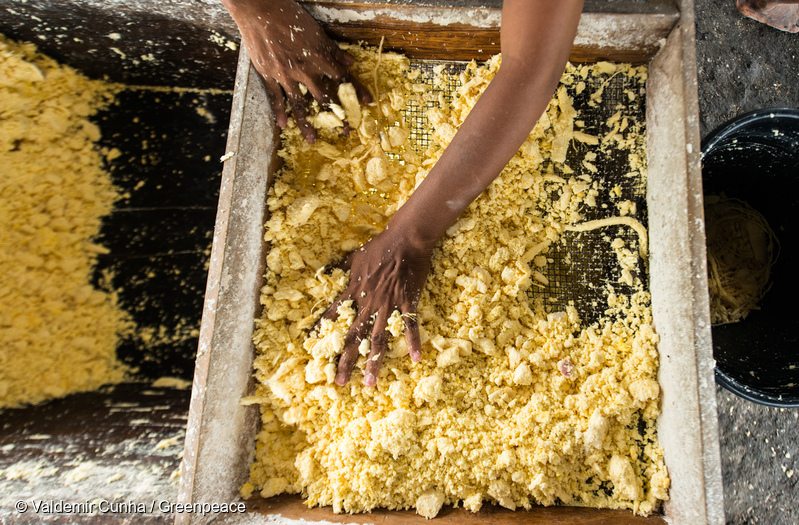 Manioc (cassava) flour production in Sawré Muybu Indigenous Land, home to the Munduruku people, Pará state, Brazil. 