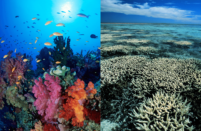 Картинки по запросу coral reef bleaching