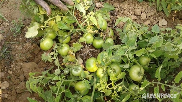 Ecologically grown tomatoes