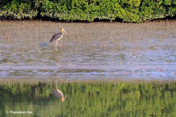 Sundarbans is home to some of the rarest species of birds