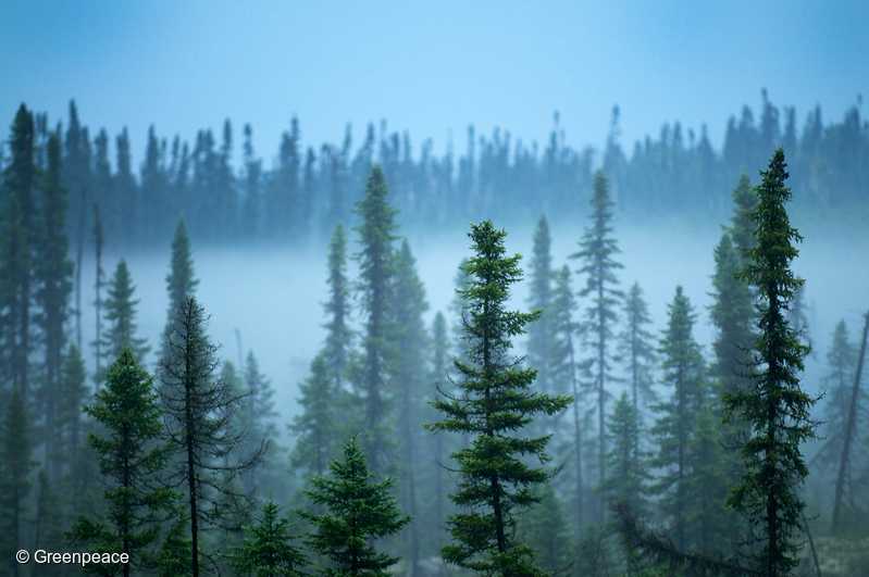 カナダのブロードバックの森の霧の景色