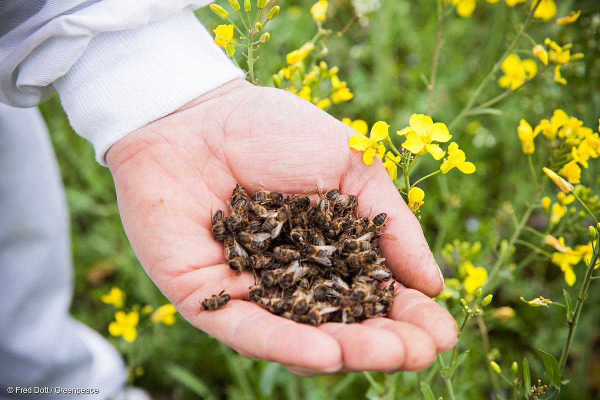 ドイツ・ゼンデンホルストの養蜂家が見せた死んだミツバチの死骸