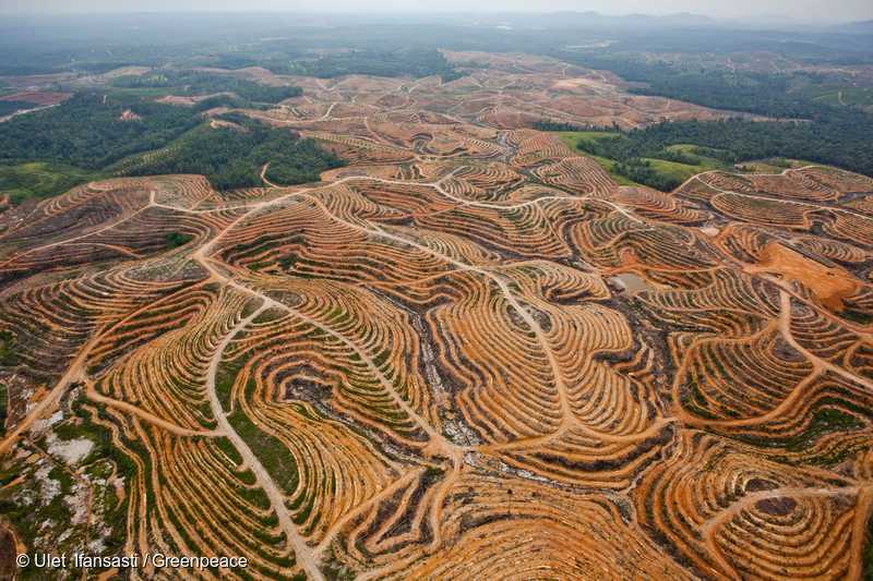 インドネシア中部カリマンタンの森林破壊