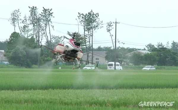 ネオニコチノイド系農薬が空中散布される田んぼ。グリーンピース・ジャパン撮影