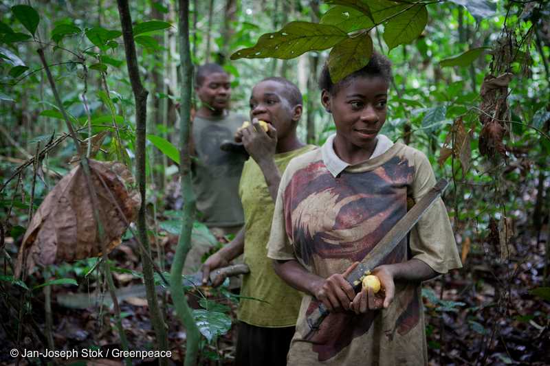 カメルーンの森で果物を摘み取るピグミーの人々