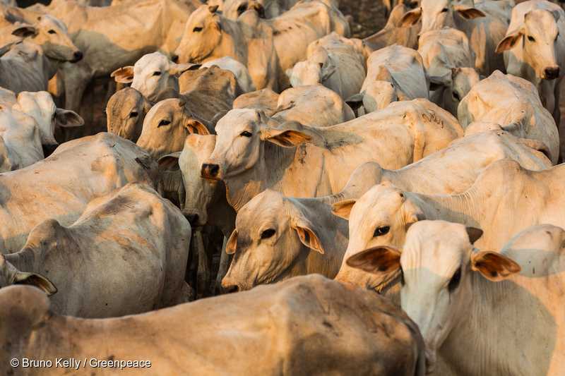 アマゾンのブラジルの畜産農場での牛©RicardoFunari / Lineair / Greenpeace