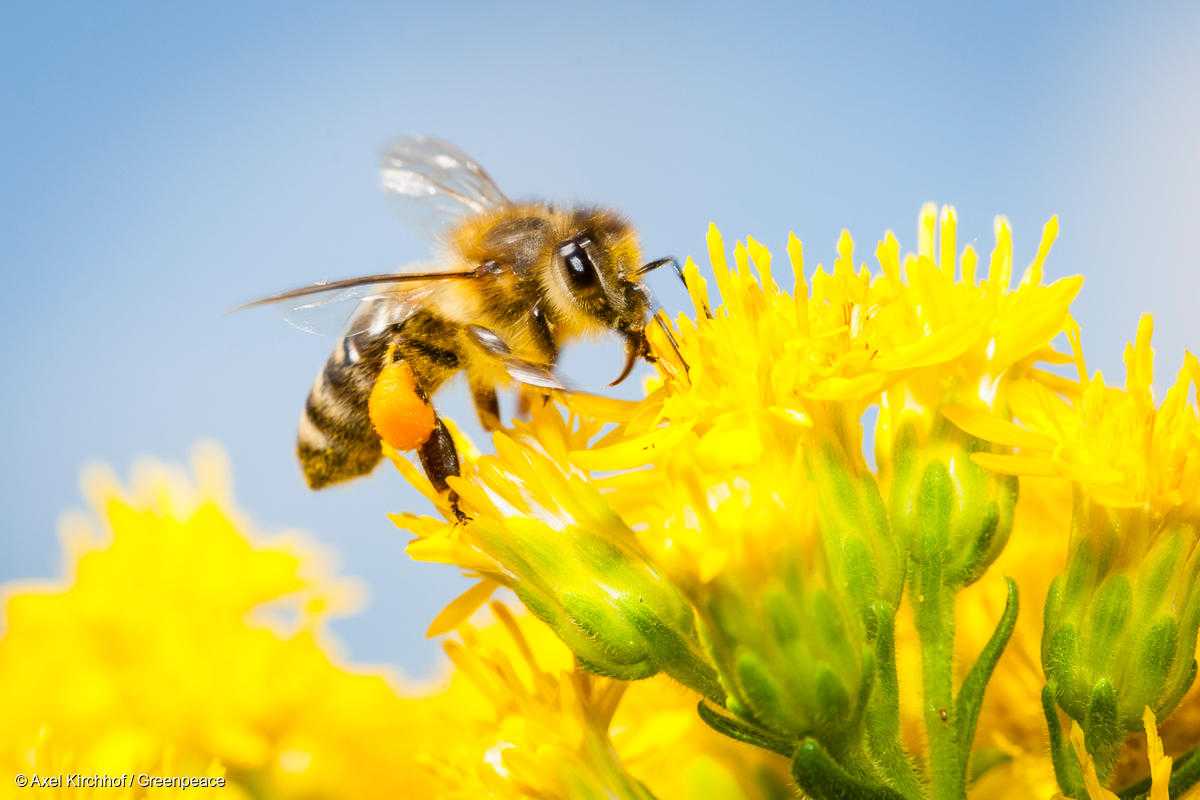 ドイツの花にとまるミツバチ