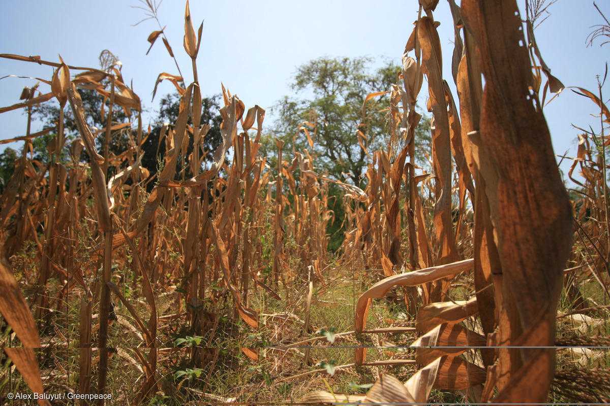 干ばつによる壊滅的被害を受けたフィリピンのトウモロコシ畑