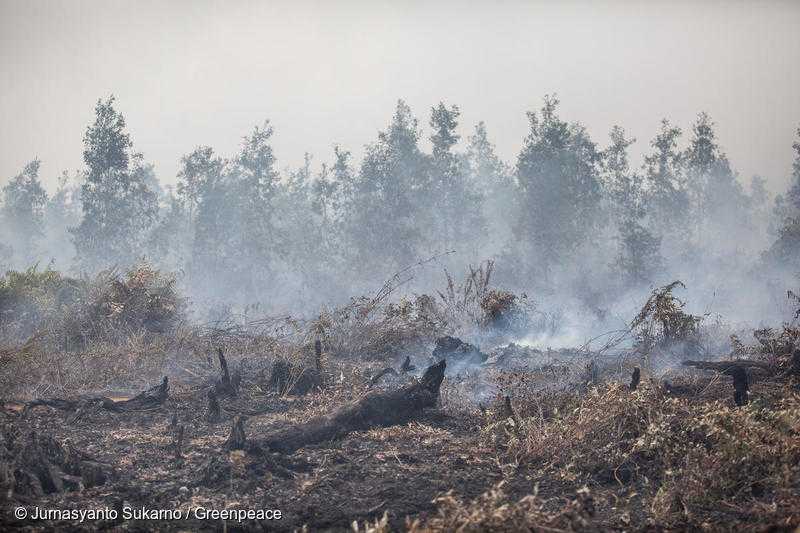インドネシア中部カリマンタンでの森林火災。