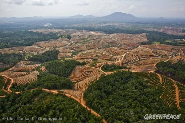 KLKにパーム油を売る農園（PT KMA II）による、オランウータン生息地の破壊