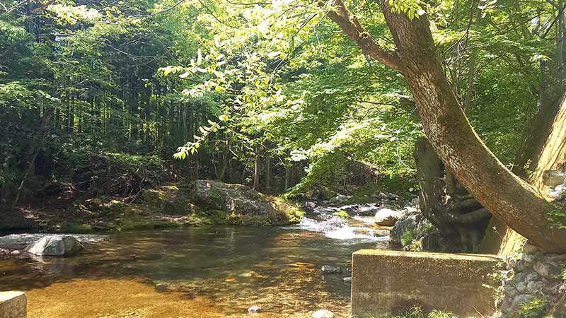 子どものころよく家族で水遊びしたけやきの森。「なんの不安もなくこうした自然の中で遊ぶことに抵抗を感じるようになったのが悲しい」(佐藤さん提供)