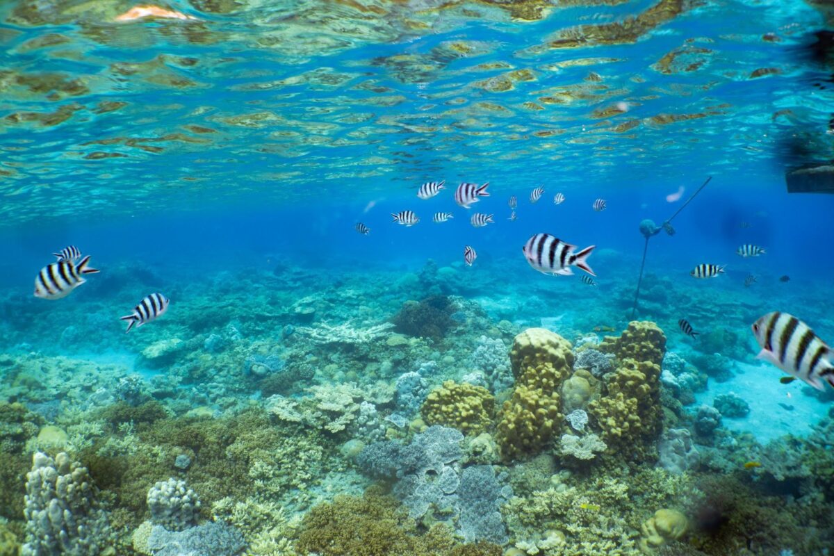ダイバーが撮影した小笠原の健康なサンゴ礁と魚群の背景 (左）（右) © Yves Chiu / Greenpeace