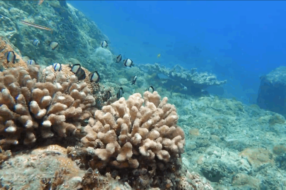 小笠原の海で撮影された生物たち © Yves Chiu /Greenpeace