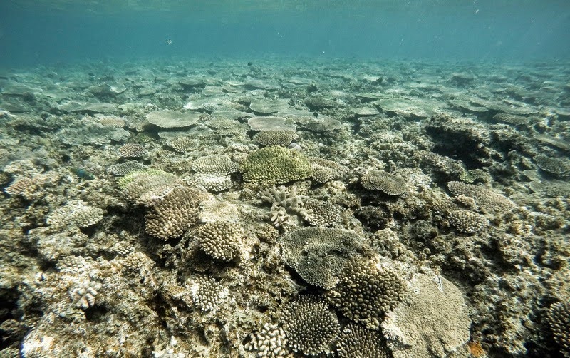日本の沖縄県辺野古湾におけるサンゴ白化。 © Maarten Van Rouveroy / Greenpeace