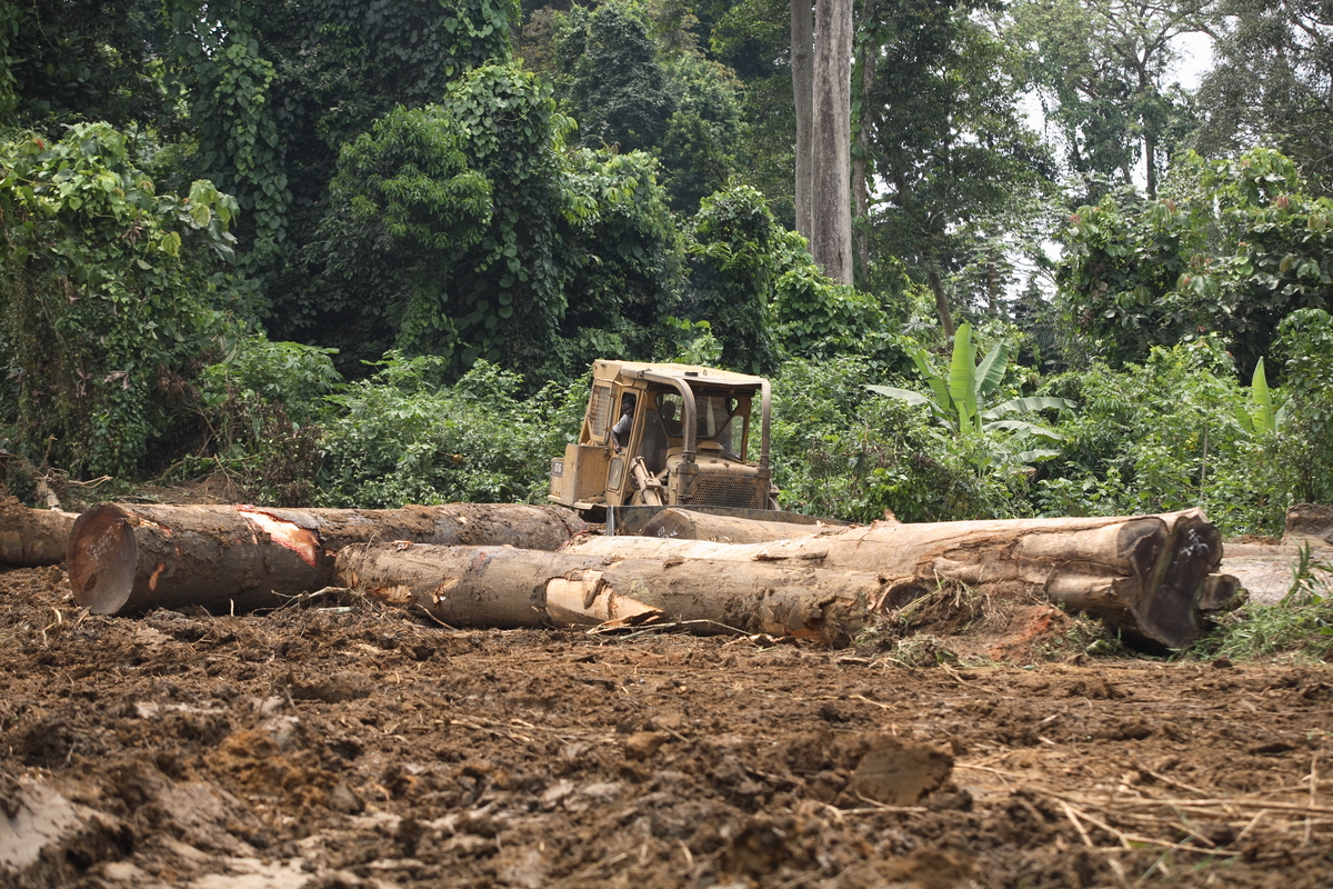 Sodefor Concession in Congo. © Kate Davison