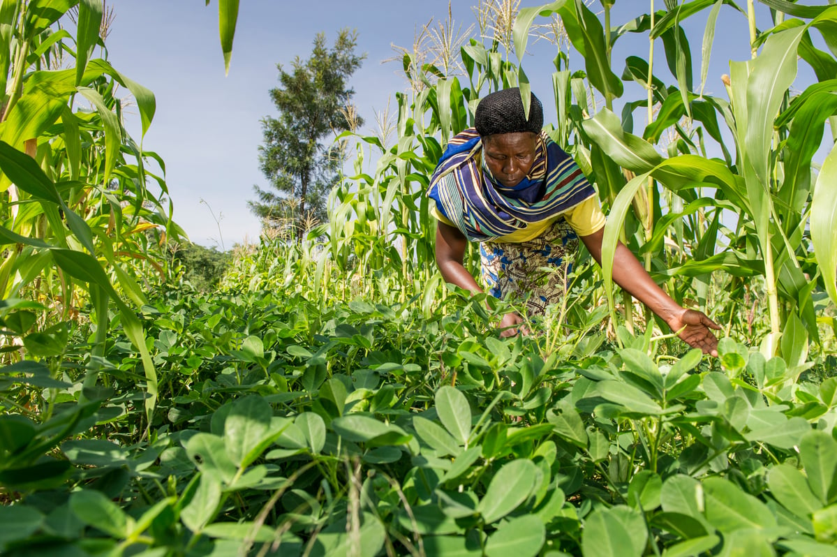 Ecological Farmer in Kenya. © Cheryl-Samantha Owen