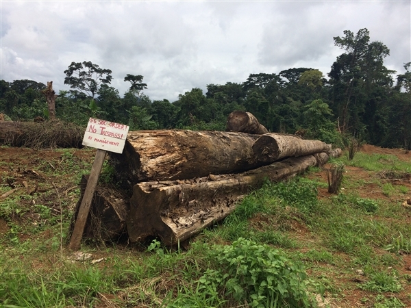 déboisement deforestation SGSOC