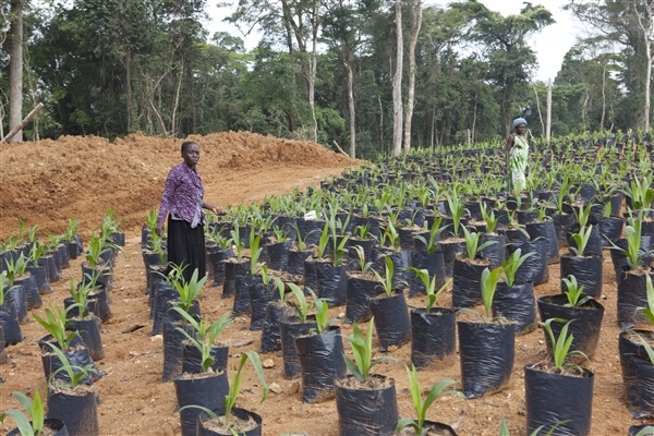 SGSOC palm oil nursery