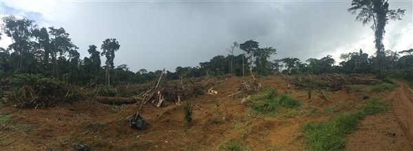 Babensi clearing SGSOC palm oil