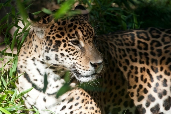 jaguar argentine