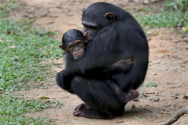 chimpanzee zero deforestation michelin