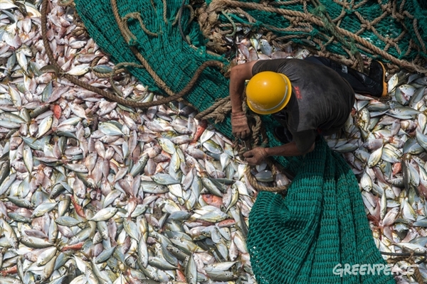 Fisherman on board the FU YUANG YU 380 Chinese fishing boat hauling the net. Greenpeace is on tour in West African waters to address the problem of overfishing in the region.