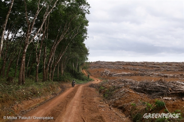 Plantation d’hévéas, Cameroun.