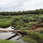 La Norvège et la France menacent les forêts de la RDC