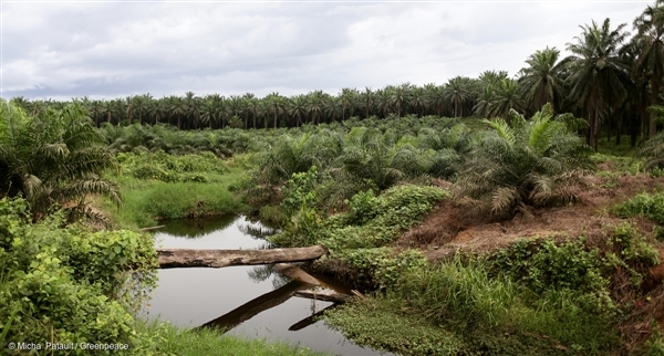 SocFin deforestation camroun