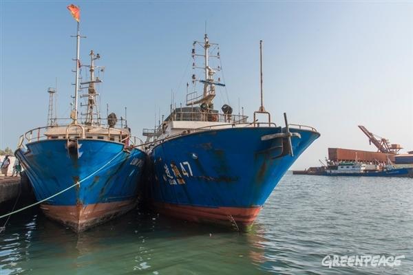 Three Chinese fishing boats under arrest in the port of Conakry. From left: LIAN RUN 34, LIAN RUN 47 and FU YUAN YU 379. They were brought in port by Guinea's fishing authorities after a joint patrol week in the country EEZ with Greenpeace. Illegal fishing gear and sharks fins were discovered on board. For the first time in the fishing history of Guinea, the fines asked to the owners are substantial: 250 000 € for the first two and 350 000 € for the third boat plus confiscation of the fish catch of all vessels.