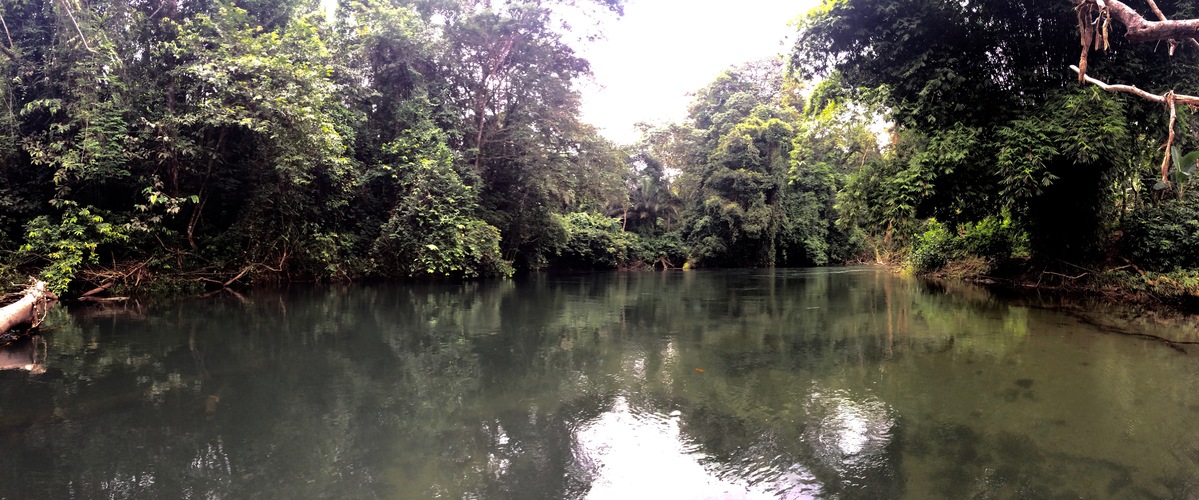 Forest Beauty in Cameroon. © Maureen Grisot