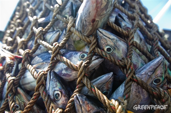 Skipjack tuna is offloaded onto a reefer. Pole and line fishing is a selective, sustainable and equitable method of catching tuna. Greenpeace is on an expedition in the Indian Ocean to expose overfishing and to highlight the problems associated with excessive tuna fishing, unsustainable and illegal fishing practices.