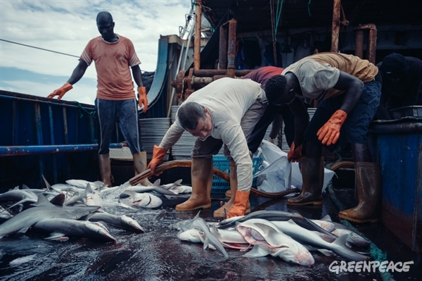Atlantic naval territory of Guinea-Bissau. Zheng and three local sailors clean a freshly-caught shark. The depletion of China’s domestic fishery resources, which resulted from irresponsible fishing activities in China’s coastal water and poor fishery management, has forced Chinese fishing vessels to travel over tens of thousands miles to find fish in other fishing grounds like the one near West Africa. However, if irresponsible fishing activities are travelling together with the Chinese distant fishing industry and a good regional fisheries management body is still absent, the tragedy that happened in China’s coastal water might be duplicated to other fishing grounds wherever Chinese fishing fleets appear.