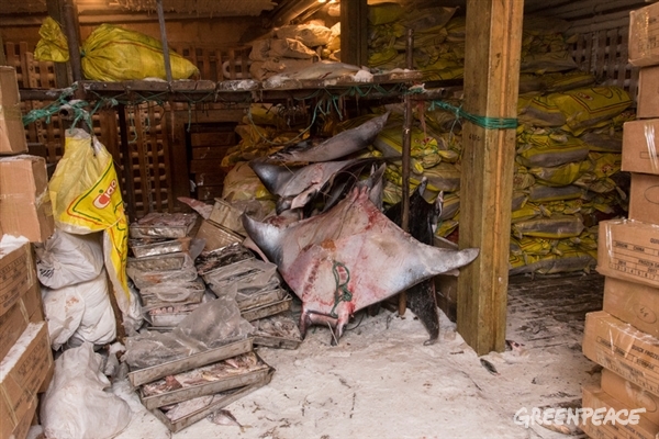 Fish hold on board Chinese boat LIAN RUN 39. Among other bycatch, are Manta rays. Greenpeace is on tour in West African waters to address the problem of overfishing in the region.