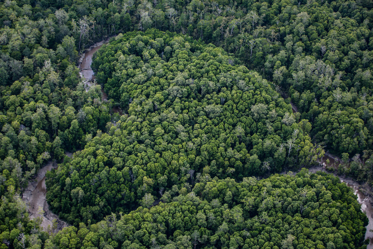 Primary Forest in Papua. © Ulet  Ifansasti