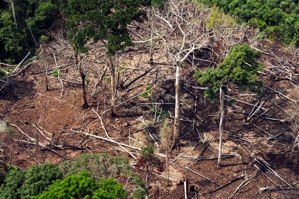 Peatland forest loss, Democratic Republic of Congo