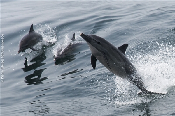 dolphins sierra leone hope in west africa