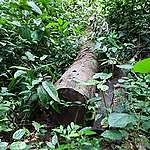 Les donateurs de la RDC décaissent 40 millions de dollars après l’octroi illégal de 4000km2 de forêts