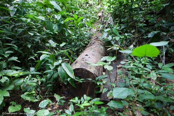 deforestation Congo