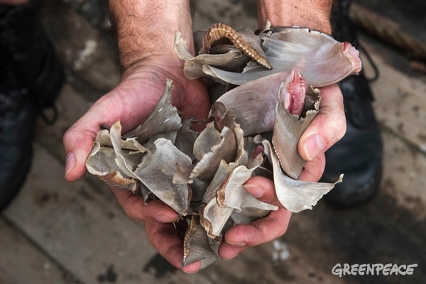 shark fins onboard an italian vessel