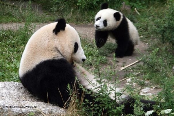 pandas