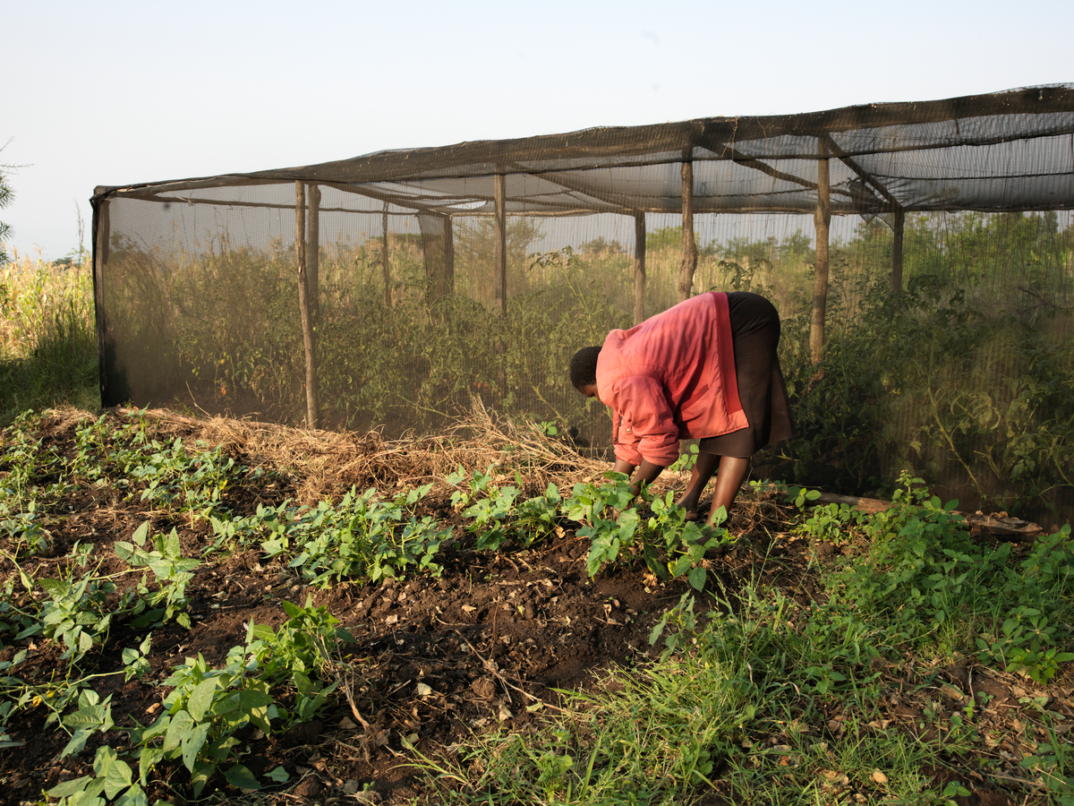 Ecological Farming in Kenya. © Peter Caton