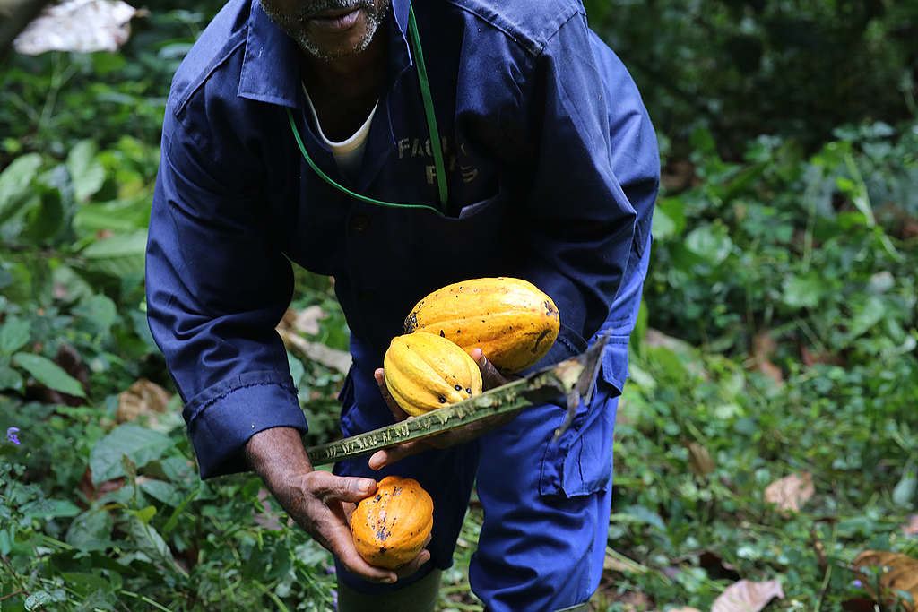 Cocoa Farming in Cameroon. © John Novis Cocoa Farming in Cameroon. © John Novis