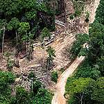 Industrial logging in the DRC: 24 null and void concessions need to be immediately returned to the state