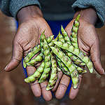 How To Guide 2: Ensuring Healthy Soil for High Yields