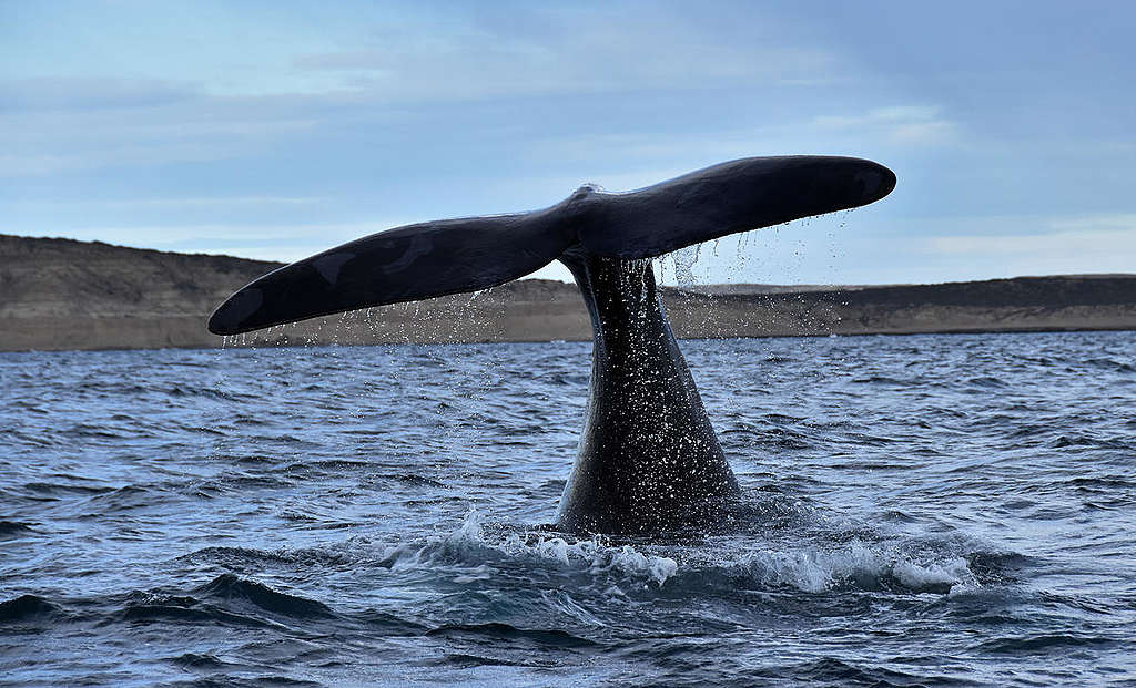 Southern Right Whale in Argentina. © Santiago Salimbeni / Greenpeace