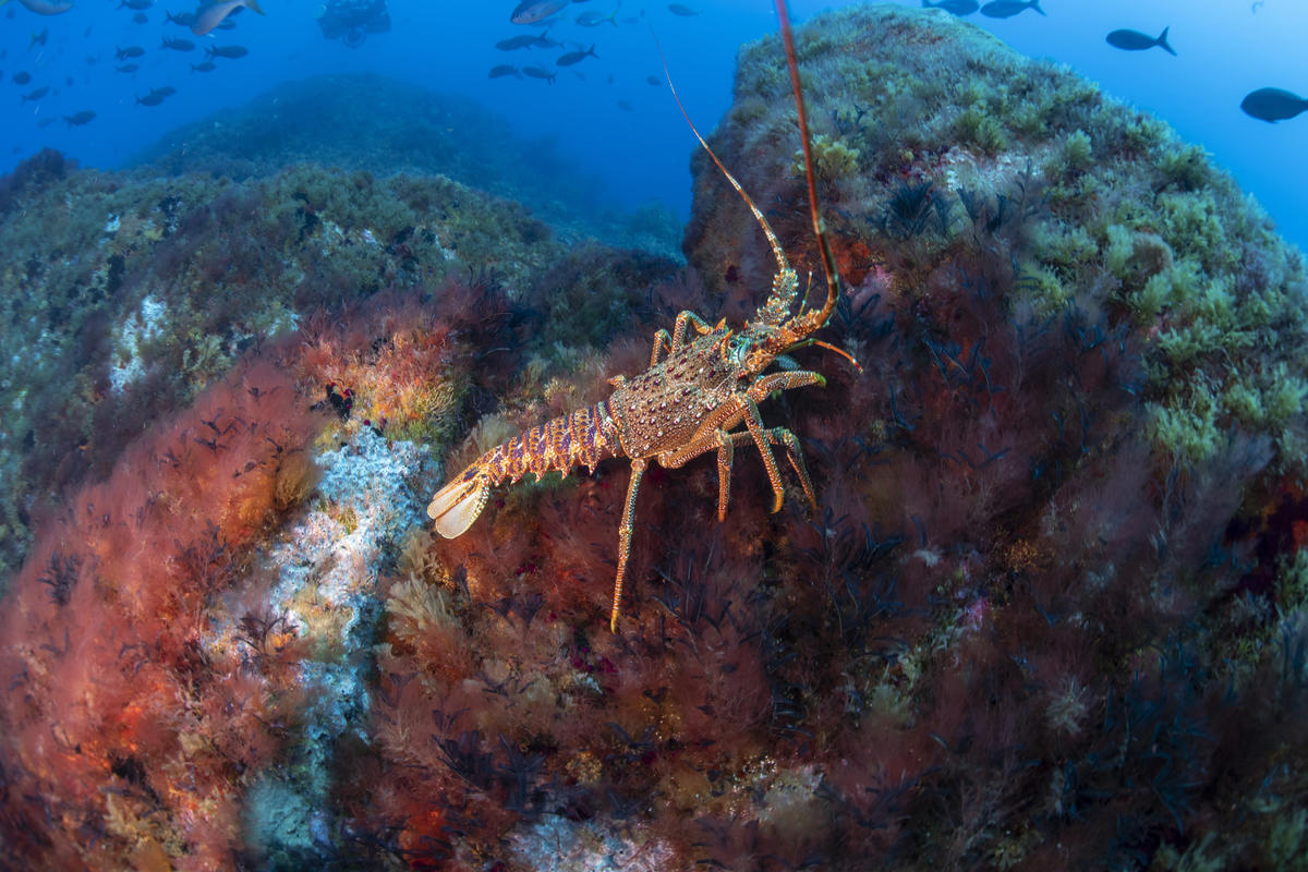 Marine Wildlife at Vema Seamount. © Richard Barnden / Greenpeace