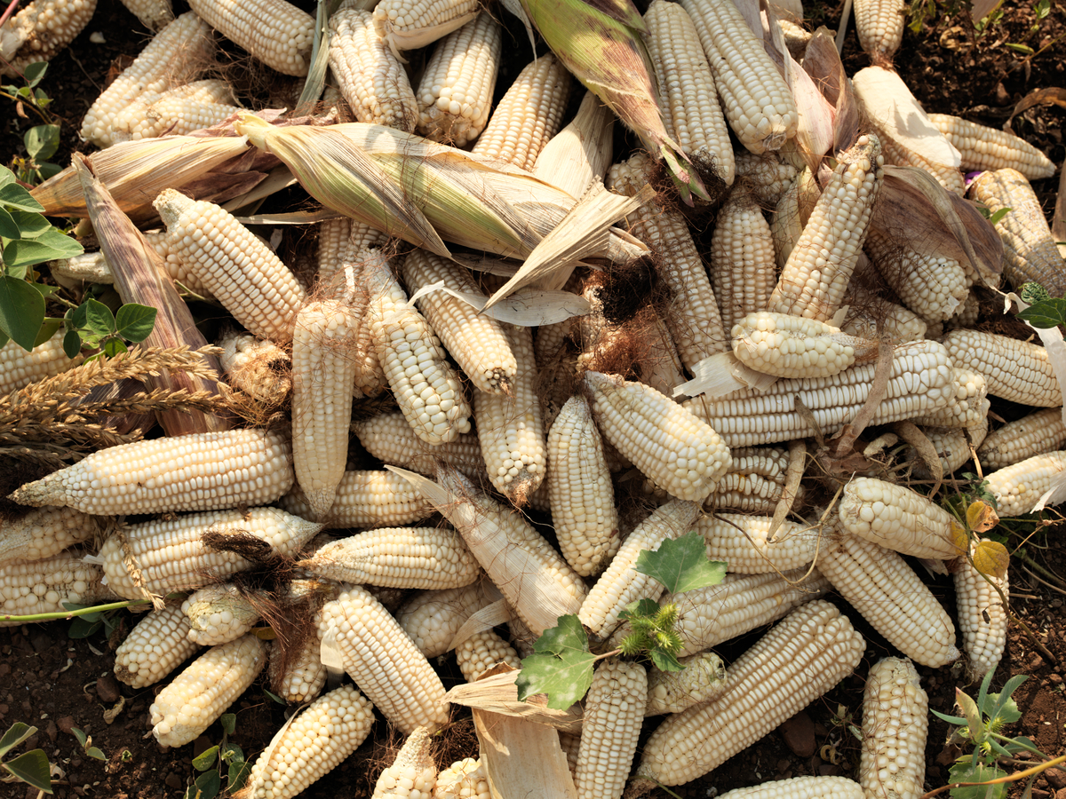 Ecological Farming in Kenya. © Peter Caton / Greenpeace